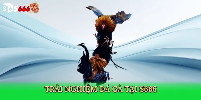 trai-nghiem-da-ga-tai-s666-3