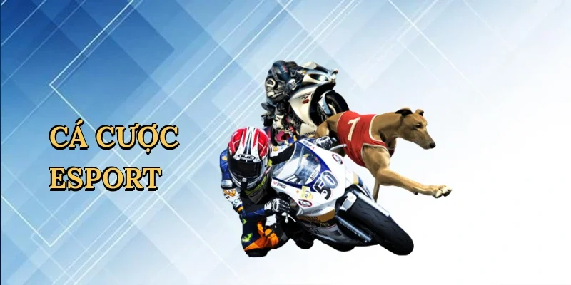 Cá cược esport