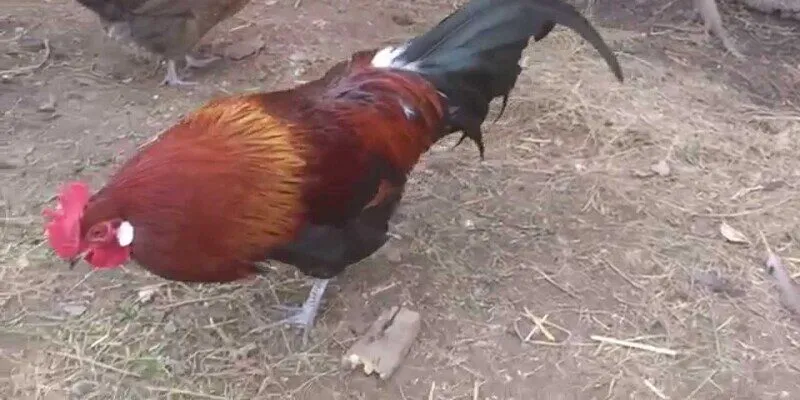 Cập nhật thông tin KUBET