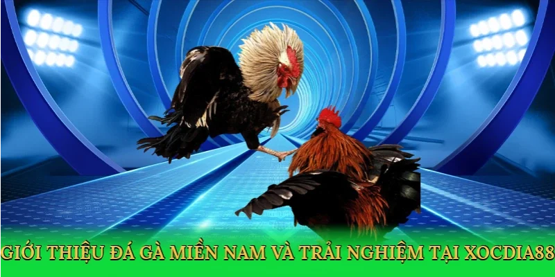 Giới thiệu đá gà miền nam và trải nghiệm tại xocdia88