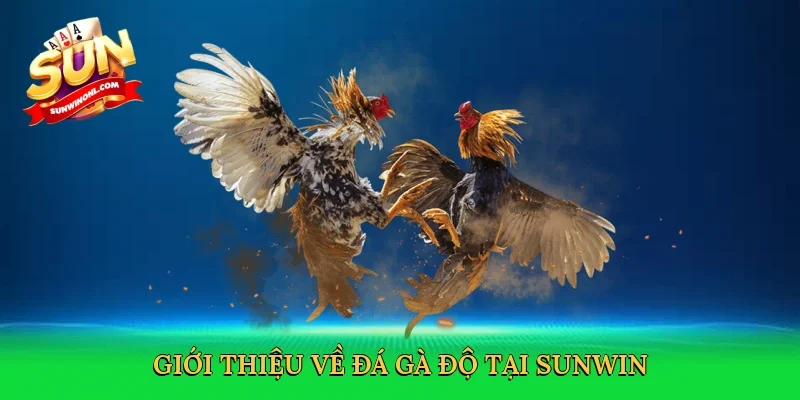 Giới thiệu về Đá gà độ tại Sunwin