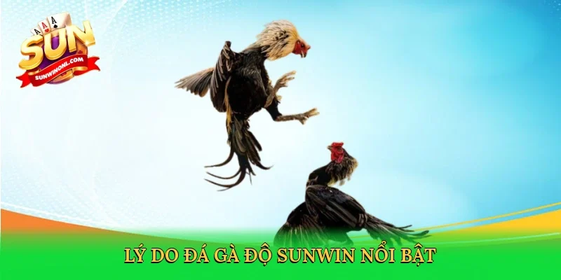 Lý do đá gà độ Sunwin nổi bật