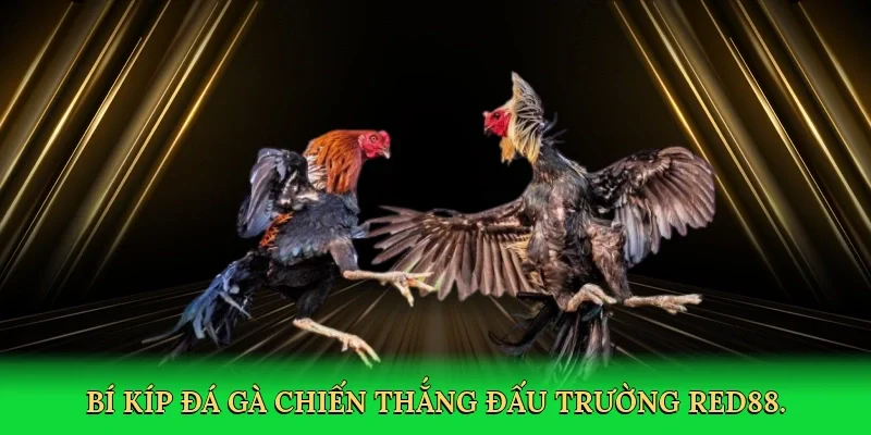 Bí kíp đá gà chiến thắng đấu trường Red88.