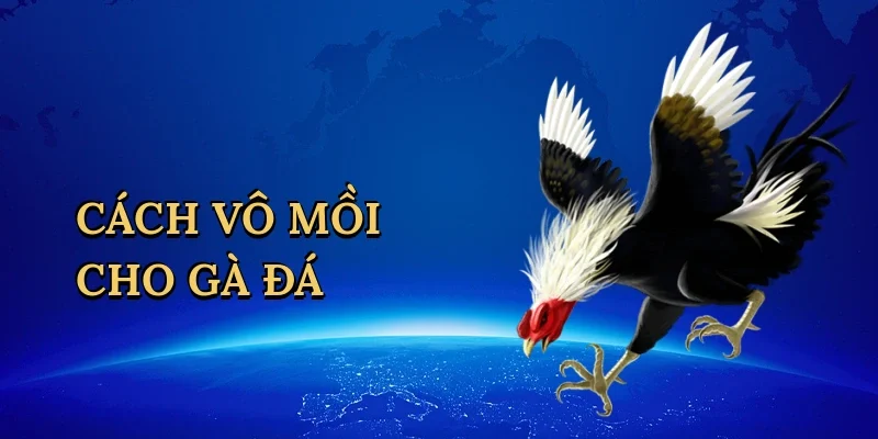 Cách vô mồi cho gà đá
