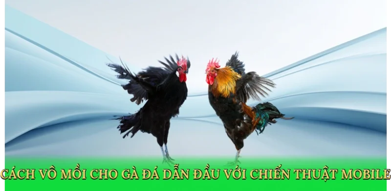 Cách vô mồi cho gà đá dẫn đầu với chiến thuật mobile