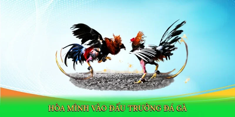 Hòa mình vào đấu trường đá gà