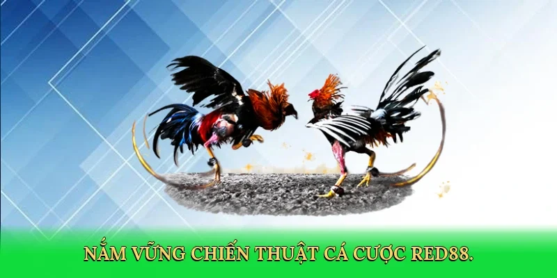 Nắm vững chiến thuật cá cược Red88.
